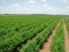 agricultura
