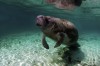 53d6765d96390-animais-em-extincao-na-floresta-amazonica