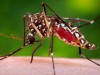 dengue