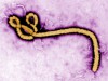 virus-ebola