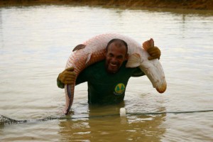Síglia Souza – O pirarucu é nativo da região amazônica e um dos maiores peixes de água doce do mundo