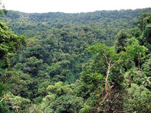 4. Floresta Secundária ou capoeirão. Estágio Avançado de regeneração  Divulgação