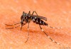Aedes-aegypti