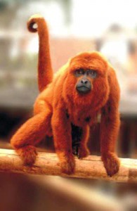 Macaco guariba (Foto: Divulgação)