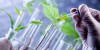 Scientist examine plants
