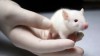baby albino rat in hand with a glove by researcher