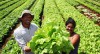agricultura-familiar