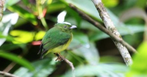 opal-crowned_manakin_lepidothrix_iris_alexander_charles_lees