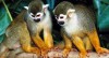 macacos1