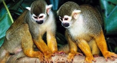 macacos1