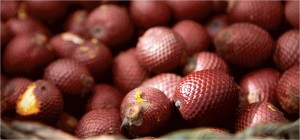 Buriti 1