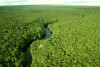 Amazônia vira savana mais lentamente do que o previsto