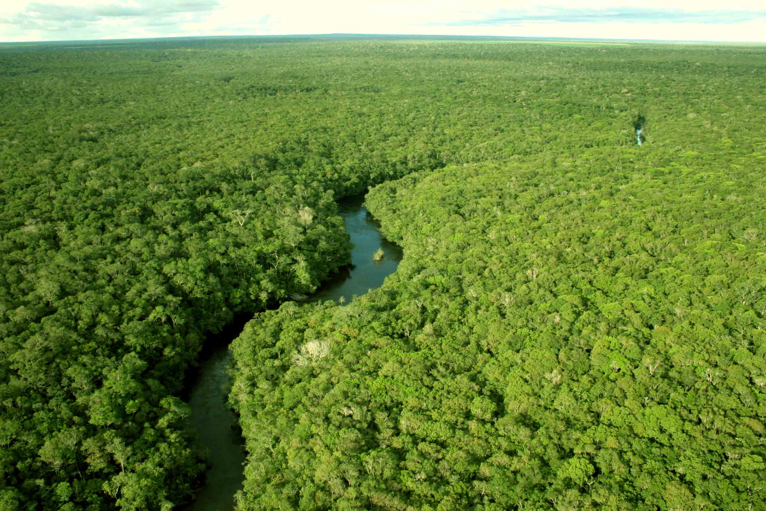 Clima e Vegetação Do Brasil, PDF, Floresta Amazônica