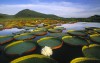 amazonia