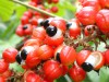 guarana