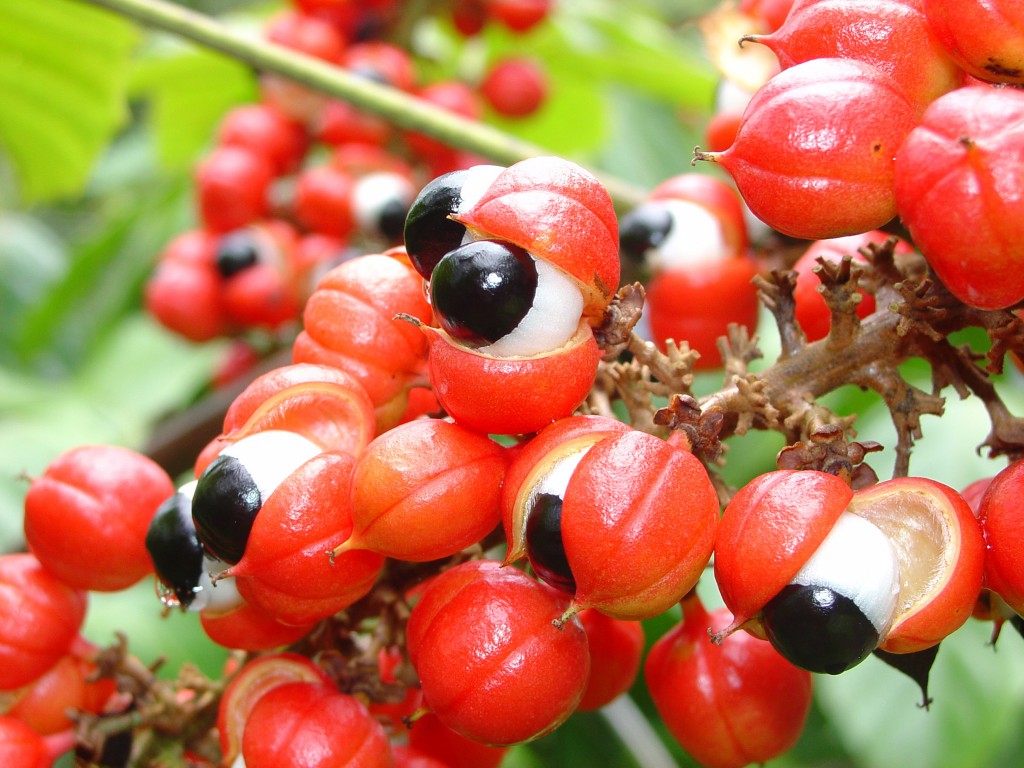 guarana