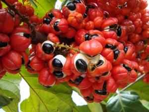guaraná2