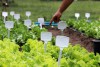 horticultura