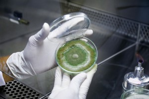 Fungos da Amazônia com potencial para produtos bioativos