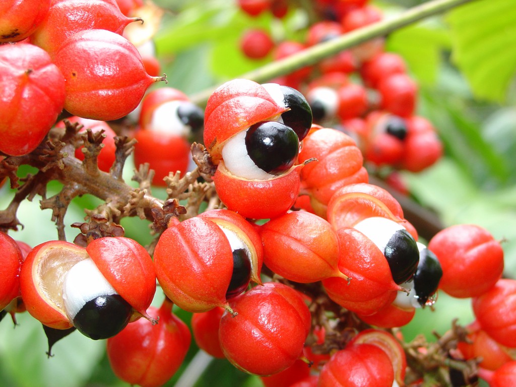 Guaraná da Amazônia pode gerar biocombustível