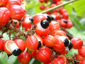 Valorização dos bioprodutos amazônicos é o caminho para o desenvolvimento regional