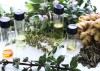 Plantas medicinais melhoram saúde dos peixes em piscicultura