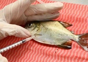 Plantas medicinais melhoram saúde dos peixes em piscicultura