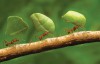 Pesquisa busca entender como formigas se distribuem na floresta amazônica