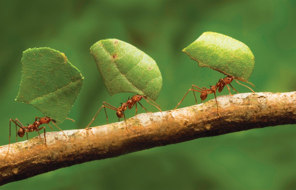 Pesquisa busca entender como formigas se distribuem  na floresta amazônica