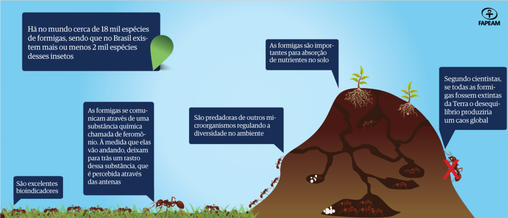 Pesquisa busca entender como formigas se distribuem na floresta amazônica