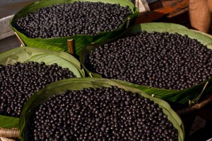 Açaí, buriti, camu-camu, guaraná e cupuaçu passarão pelo processo de liofilização e serão distribuídos, em pó, para comercialização nos Estados Unidos e Europa
