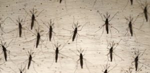 Estudo para combate à dengue será apresentado no Piauí