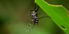 Dengue oculta outras doenças virais como a febre Oropouche