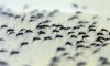 Fundações de Amparo à Pesquisa participam de enfrentamento Aedes aegypti