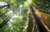 Brasil registra mais de 300 espécies da flora, mas Amazônia ainda é desconhecida