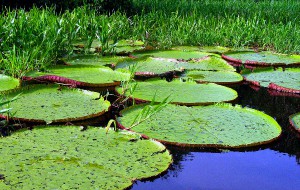Brasil registra mais de 300 espécies da flora, mas Amazônia ainda é desconhecida