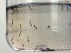 Fungos da Amazônia no combate ao Aedes aegypti
