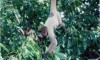 Caça predatória na Amazônia pode agravar aquecimento