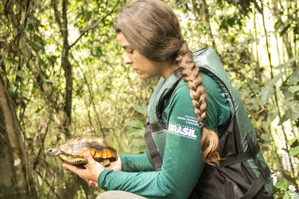Pesquisadores identificam espécies de tartarugas na Amazônia 