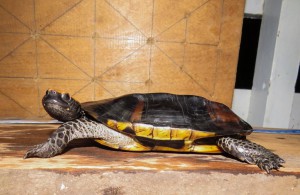 Pesquisadores identificam espécies de tartarugas na Amazônia 