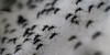 Pesquisador cria inseticida contra mosquito da dengue