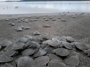 Nascimento de mais de mil quelônios é monitorado na Amazônia