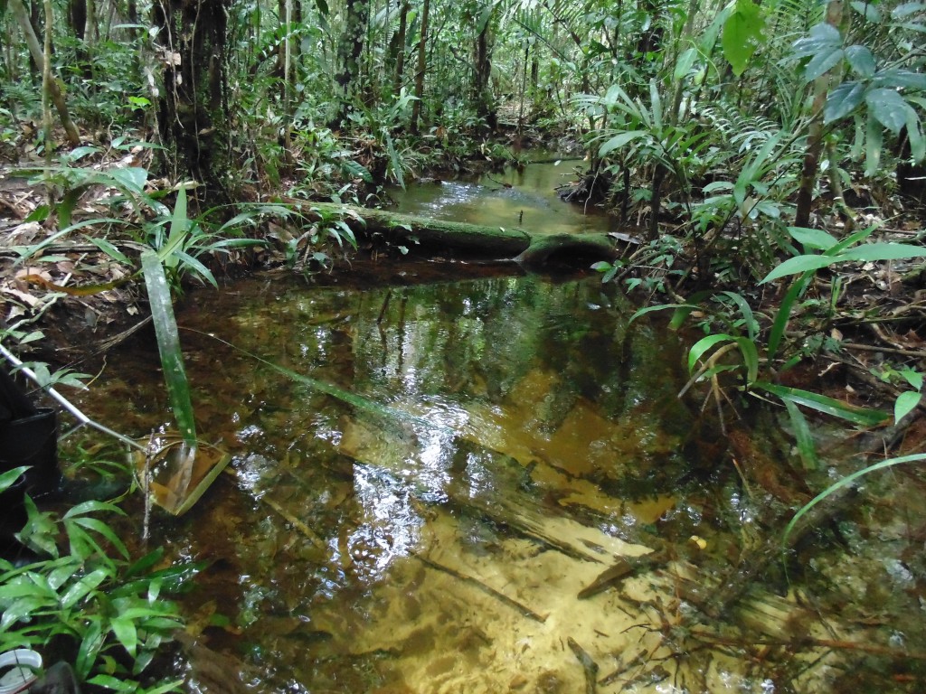 Mudanças climáticas podem alterar cadeias alimentares aquáticas da Amazônia
