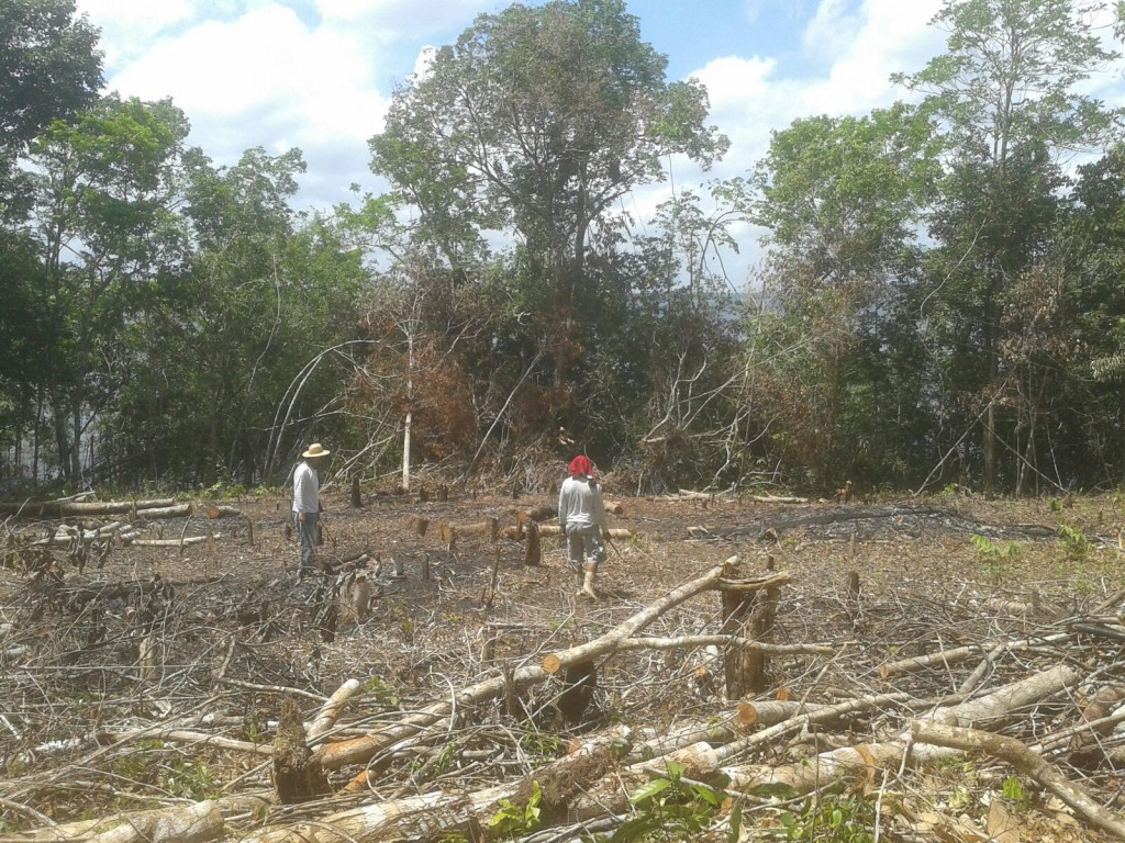 Estudo contribuirá com diminuição do desmatamento no Amazonas