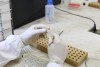 Estudo com apoio da Fapeam pretende ampliar coleção de recursos genéticos animais do Inpa