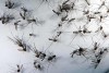 Estudo pretende identificar incidência de tipos de vírus de dengue e outros arbovírus no AM