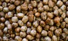 Semente da seringueira é usada na produção de suplementos alimentares