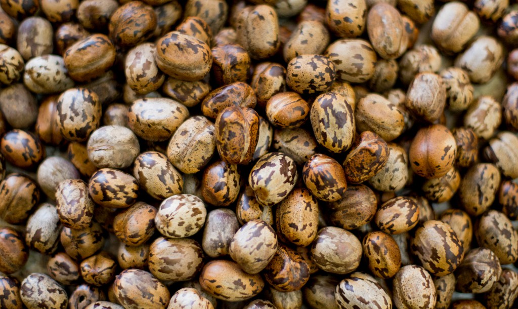 Semente da seringueira é usada na produção de suplementos alimentares