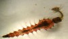 Inpa estuda controle do Aedes aegypti usando a larva do mosquito elefante