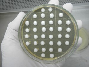 Estudo pretende utilizar fungos geneticamente modificados para produção de tambaqui em cativeiro no Amazonas